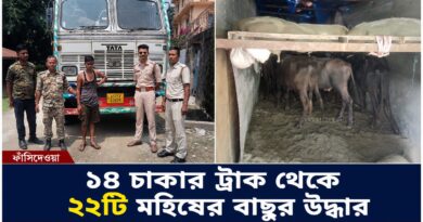 ১৪ চাকার ট্রাকে ২২ মহিষের বাছুর, ফাঁসিদেওয়ায় ধৃত চালক!
