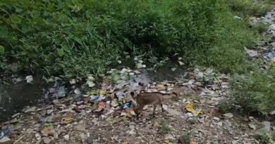 ডেঙ্গির হানায় চন্দ্রকোনা, নোংরা-আবর্জনায় ক্ষোভ পৌরবাসীর!