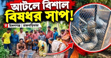 মৎস্যজীবীর আটলে বিশাল বিষধর সাপ, চাঞ্চল্য হিঙ্গলগঞ্জে